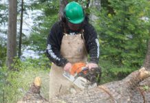 Practical And Effective Options For Safe And Easy Stump Removal Solutions In Poinciana Durham's Tree Service