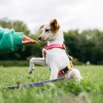 What to Know Before Choosing Dog Training in Murfreesboro TN dog training options