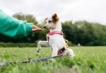 What to Know Before Choosing Dog Training in Murfreesboro TN dog training options