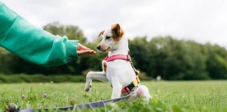 What to Know Before Choosing Dog Training in Murfreesboro TN dog training options