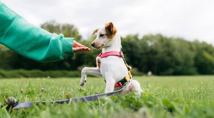 What to Know Before Choosing Dog Training in Murfreesboro TN dog training options