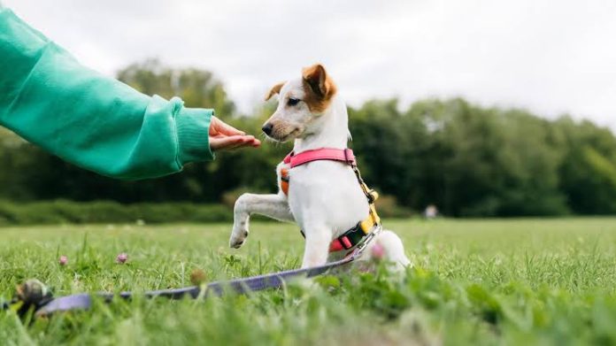 dog training options dog training options